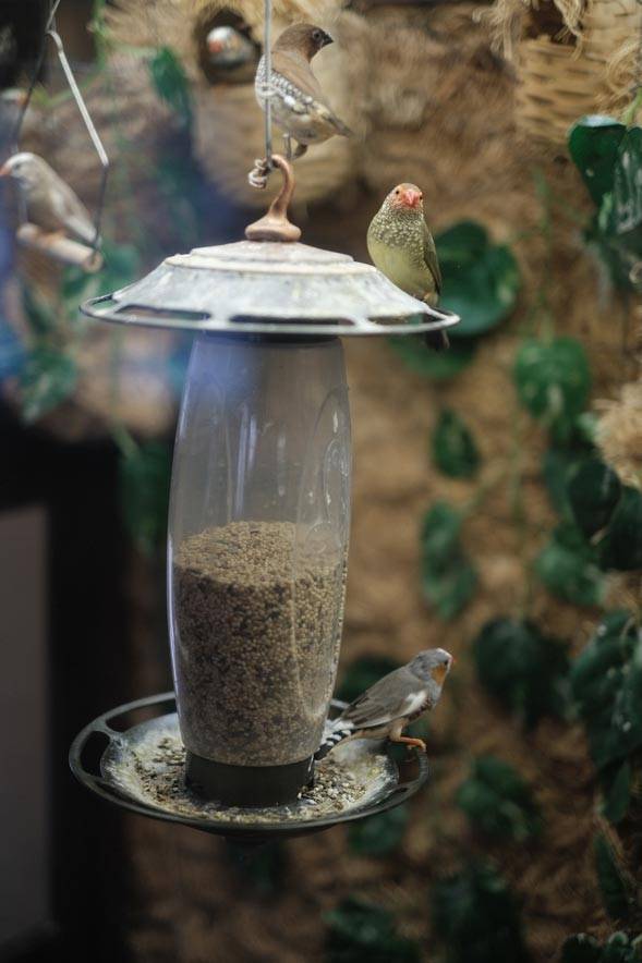 A shot of a bird feeder at the Imboden Creek Gardens facility, from the Imboden Creek Gardens Gallery.